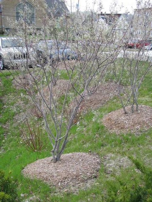 Witch Hazel is in bloom in the library park. Check it out.