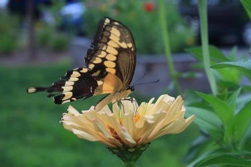 Giant Swallowtail Athol Library August, 13 2018.